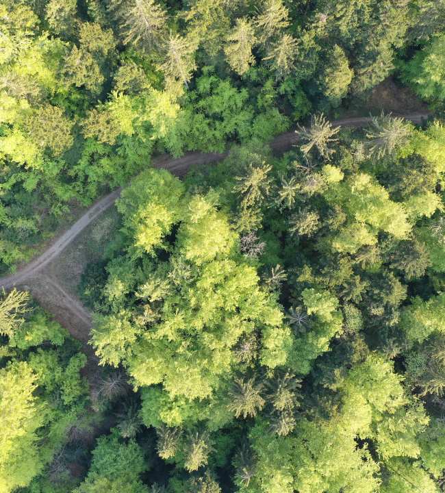 Luftbild Wald im Sommer