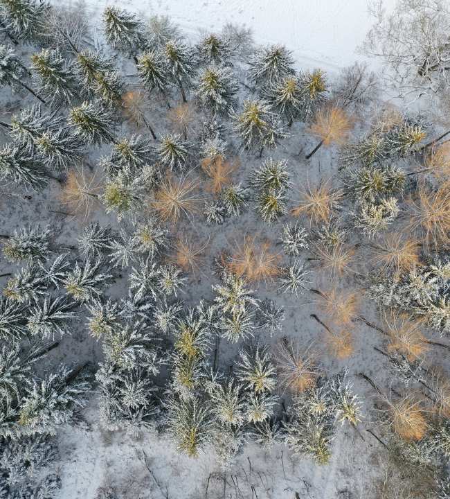 Luftbild Wald im Winter